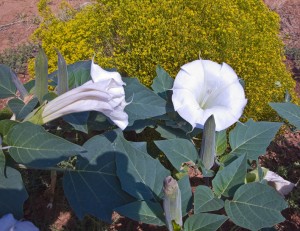 Flowering Datura