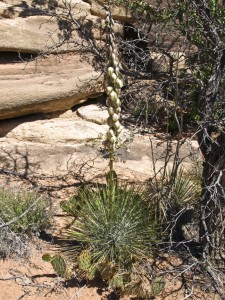 Yucca harrimanie