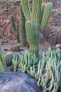 Tuscon Cactus