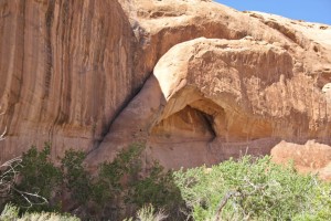 Giant Anteater Arch