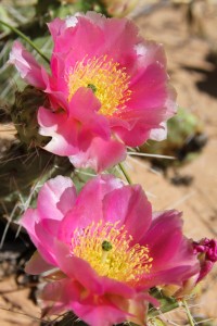 Twin Cactus Blooms